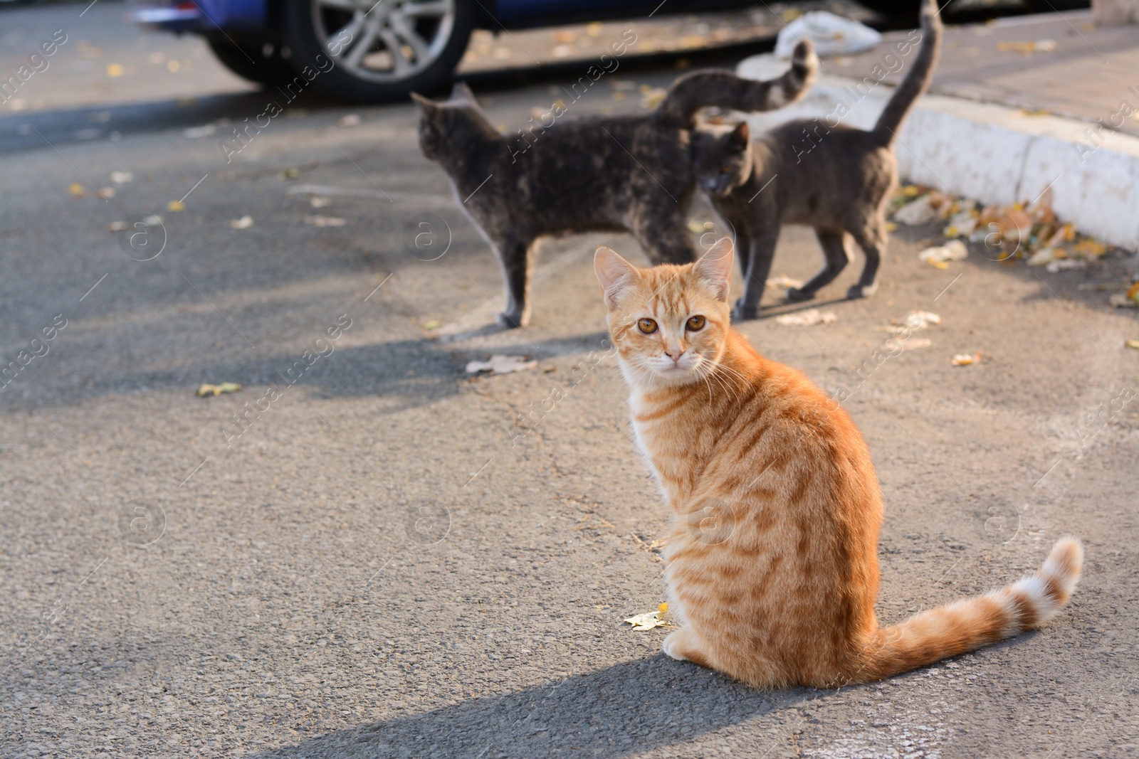 Photo of Lonely stray cats on asphalt outdoors. Homeless pet