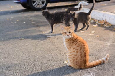 Photo of Lonely stray cats on asphalt outdoors. Homeless pet