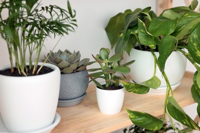 Many beautiful house plants on shelving unit indoors, closeup. Home design idea