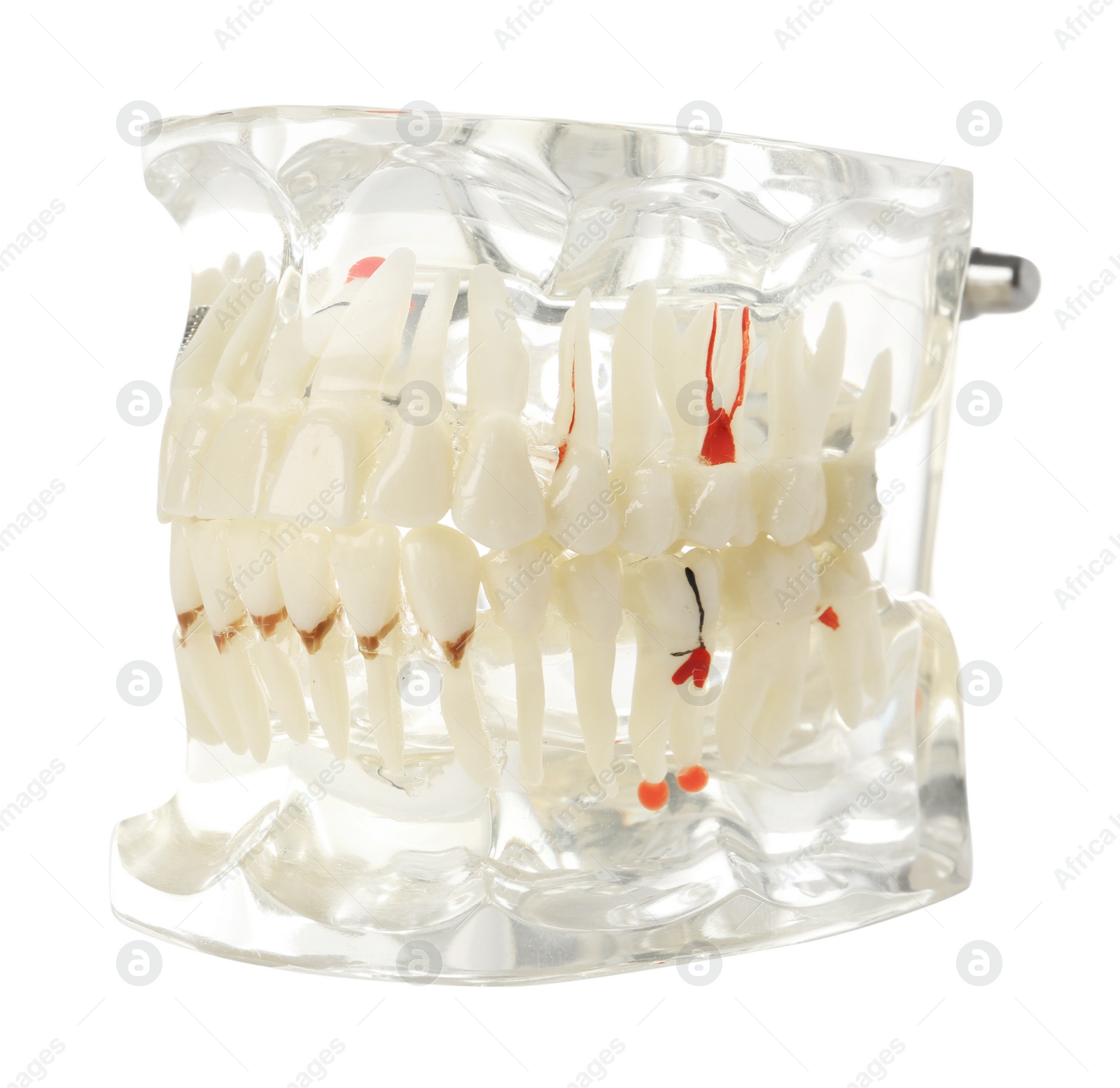 Photo of Educational model of oral cavity with teeth on white background