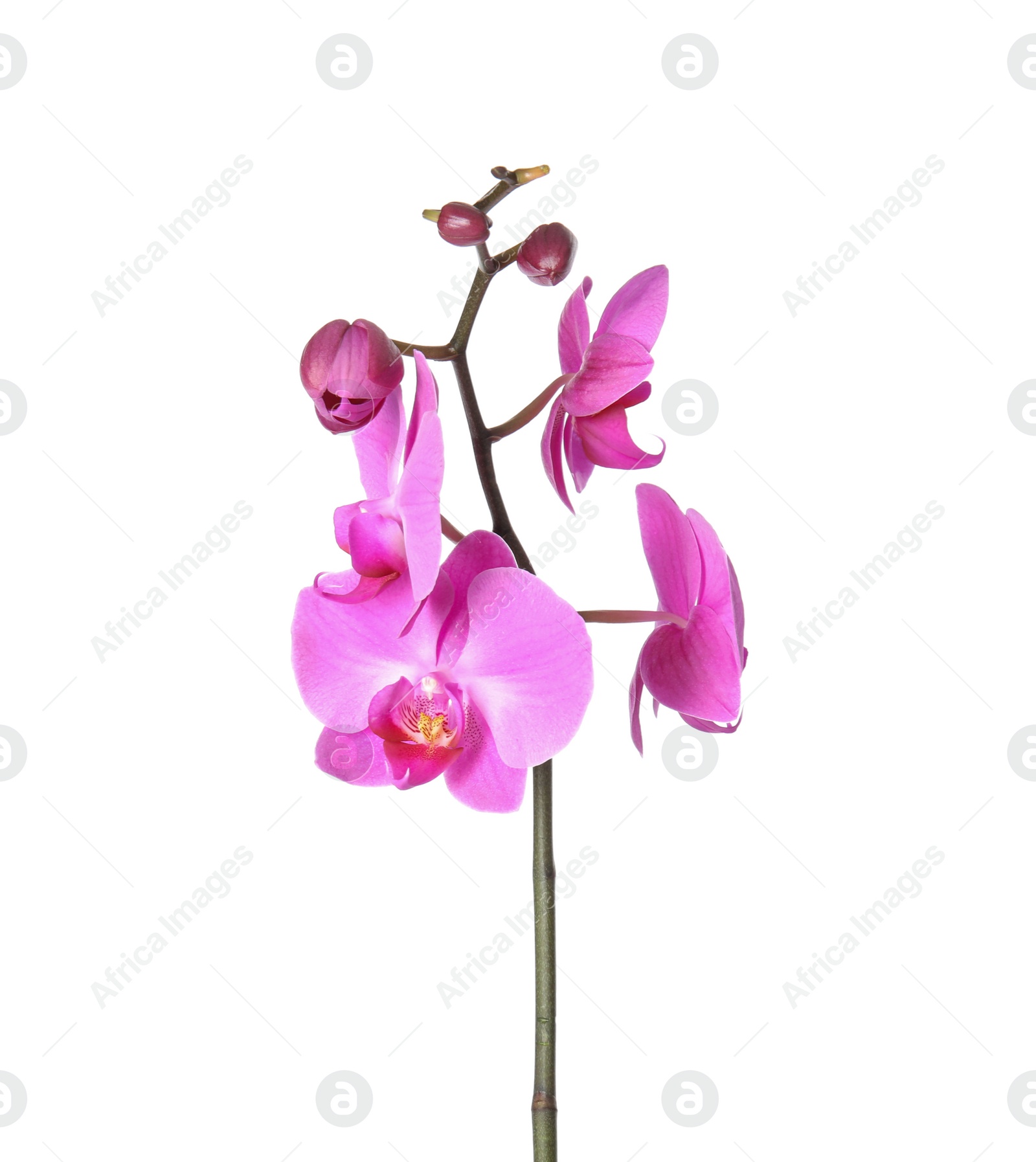 Photo of Beautiful orchid flower on white background. Tropical plant