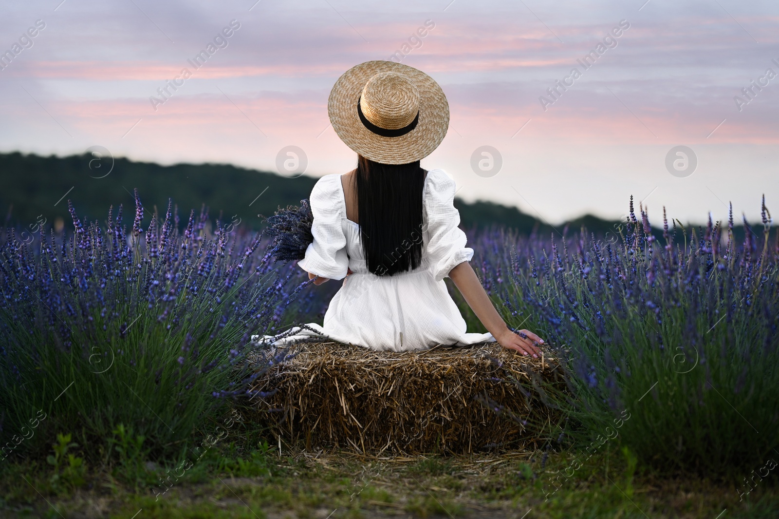 Photo of Woman sitting on hay bale in lavender field, back view