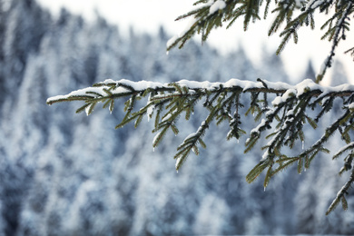 Fir tree branches covered with snow outdoors on winter day, closeup