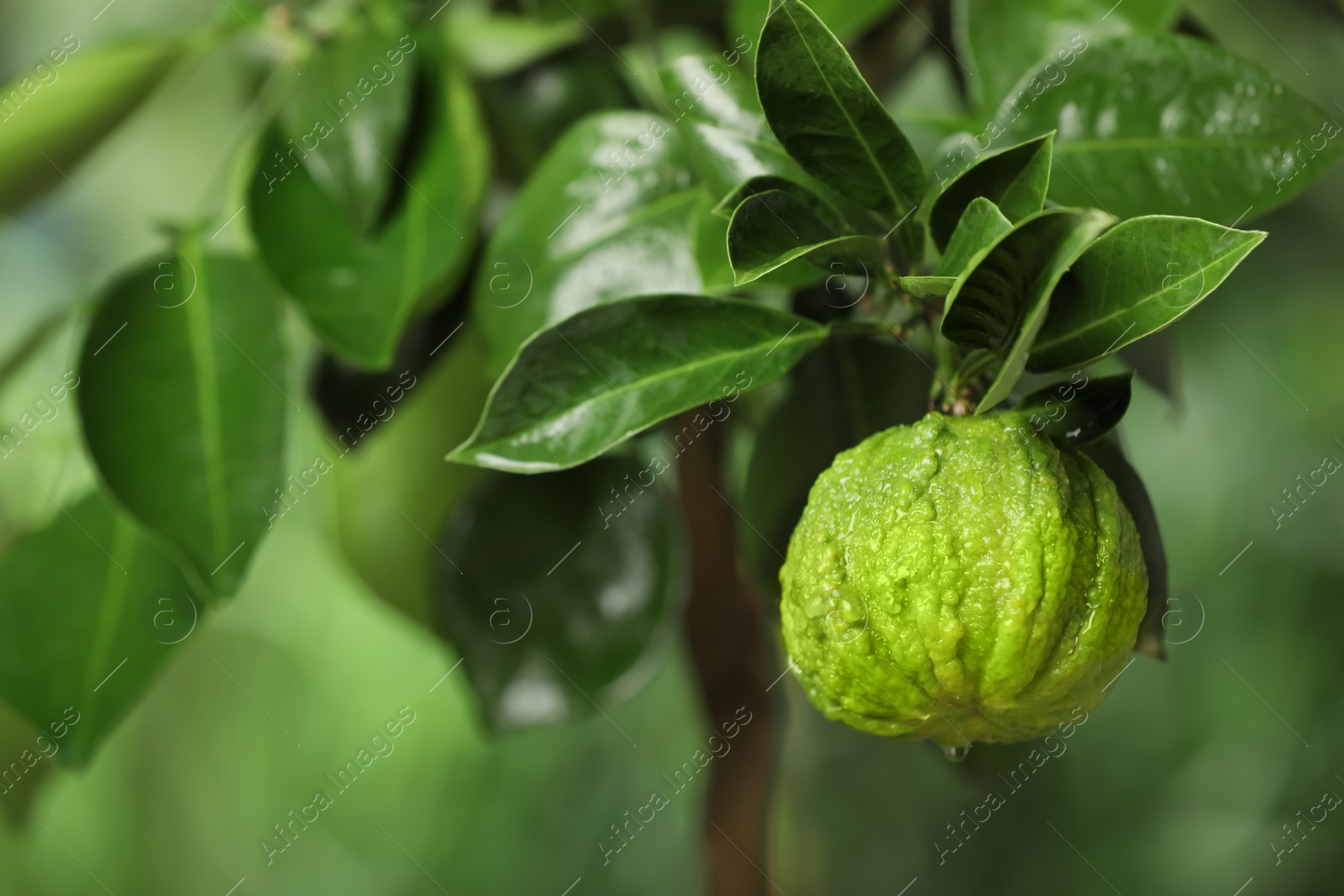 Photo of Closeup view of bergamot tree with fruit outdoors