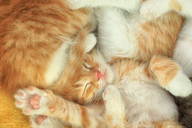 Photo of Cute sleeping little red kitten, top view