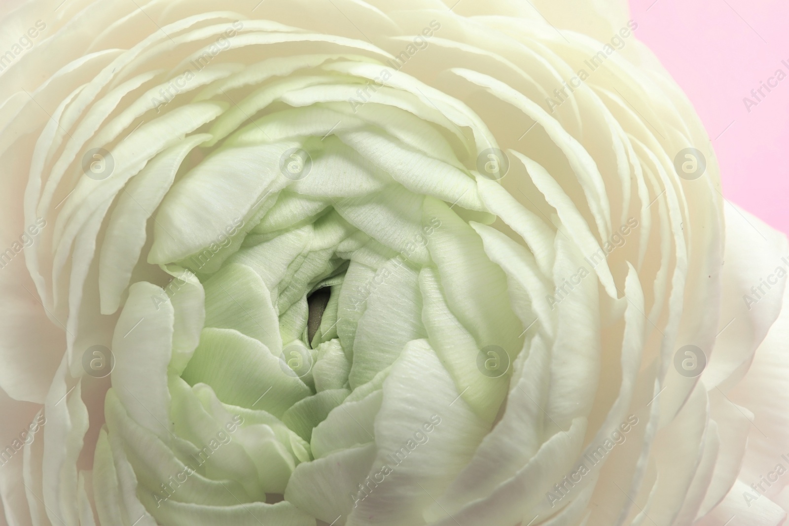 Photo of Beautiful ranunculus flower, closeup