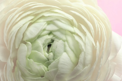 Beautiful ranunculus flower, closeup