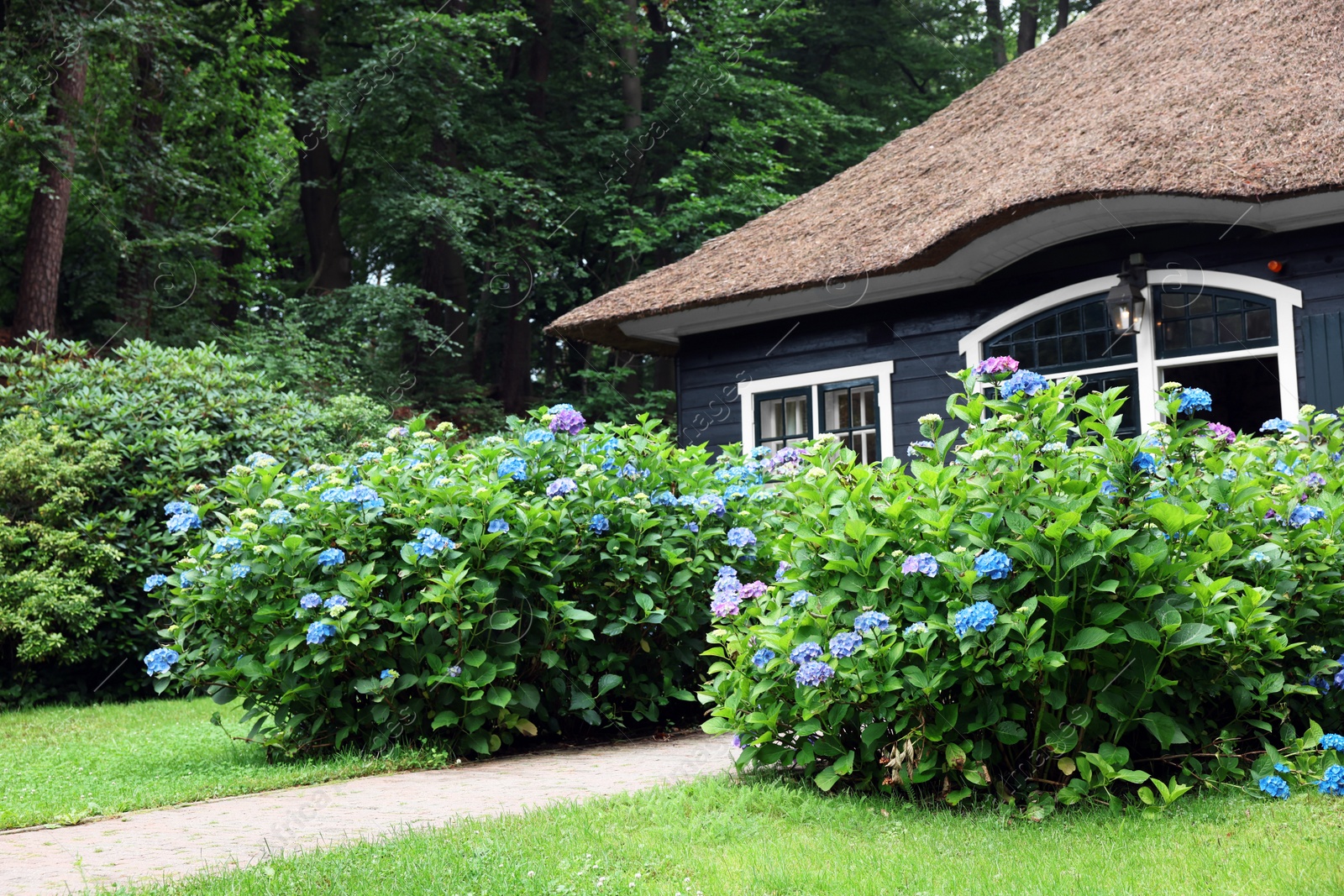 Photo of Beautiful blooming hydrangeas in front yard of lovely little cottage. Landscape design