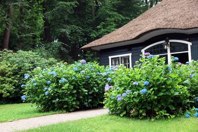 Photo of Beautiful blooming hydrangeas in front yard of lovely little cottage. Landscape design