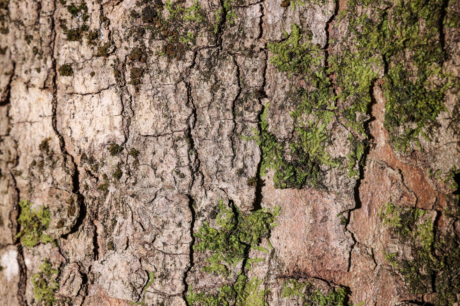 Photo of Green moss on tree bark, closeup view