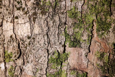 Green moss on tree bark, closeup view