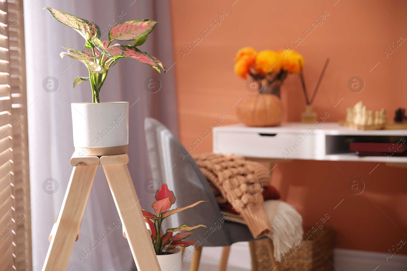 Photo of Beautiful potted Dieffenbachia plant in cozy room interior inspired by autumn colors. Space for text