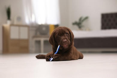 Photo of Adorable chocolate labrador retriever with toothbrush on floor indoors