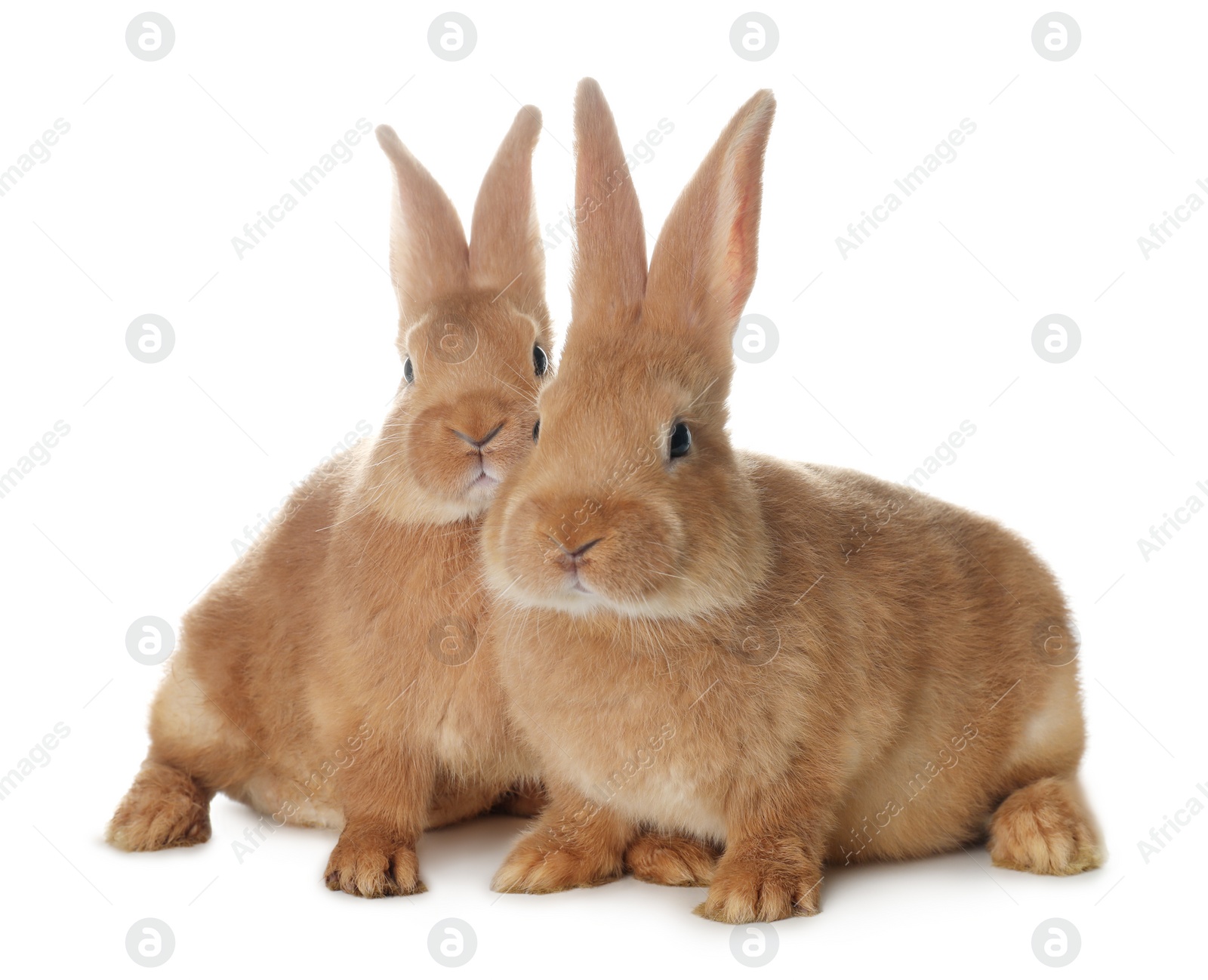 Photo of Cute bunnies isolated on white. Easter symbol