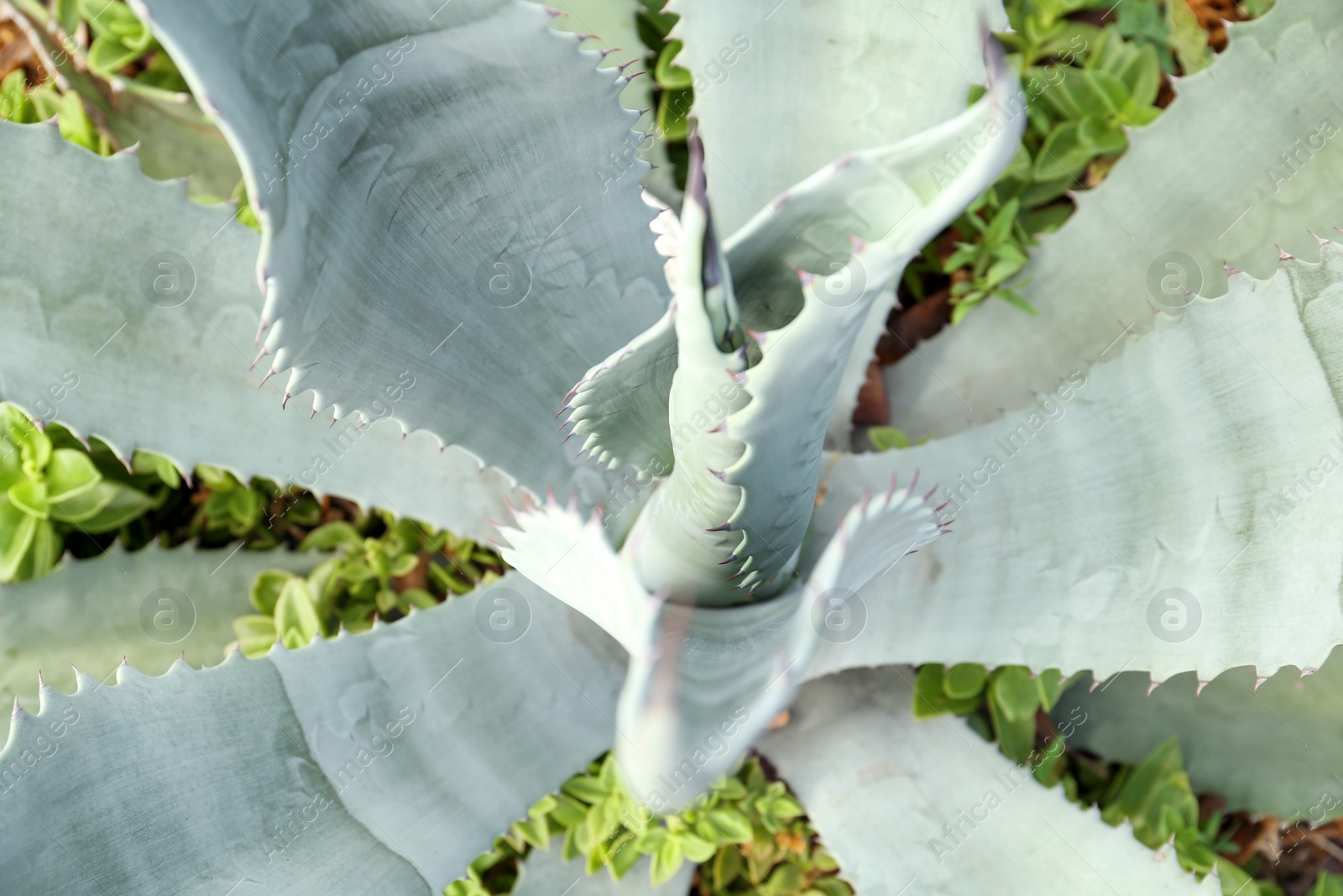 Photo of Closeup view of beautiful succulent plant outdoors