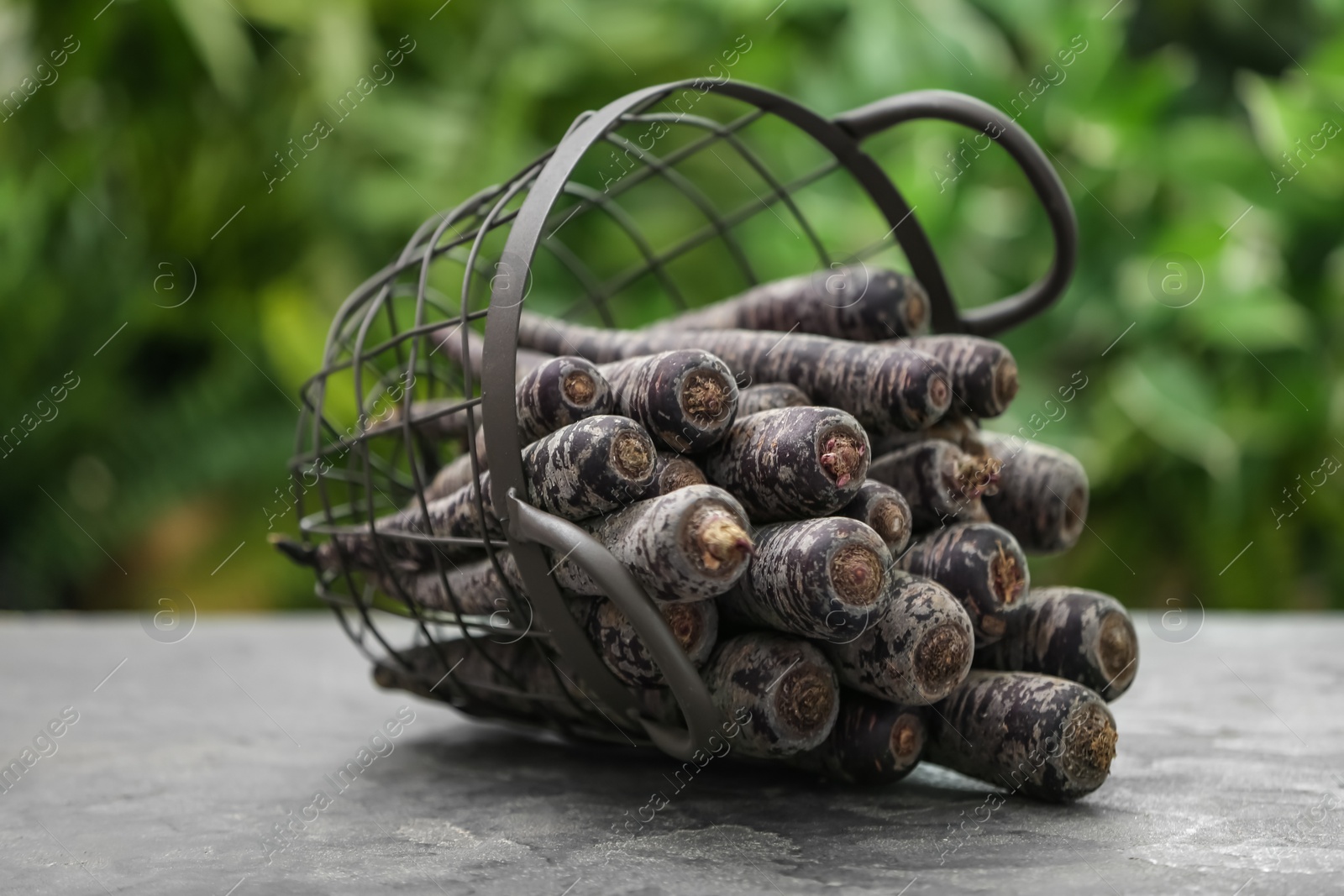 Photo of Raw black carrots in basket on grey table against blurred background