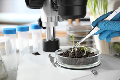 Photo of Scientist doing phytopathological testing of plants with microscope in laboratory, closeup