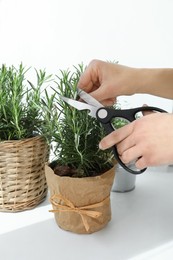 Photo of Woman cutting aromatic green rosemary sprig on white background, closeup