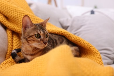 Photo of Cute Bengal cat lying on sofa at home, space for text. Adorable pet