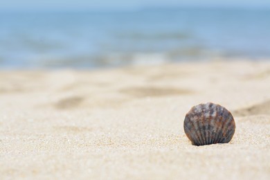 Photo of Beautiful shell in sand on beach, closeup. Space for text