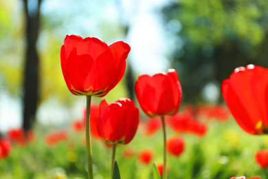 Photo of Blossoming tulips outdoors on sunny spring day