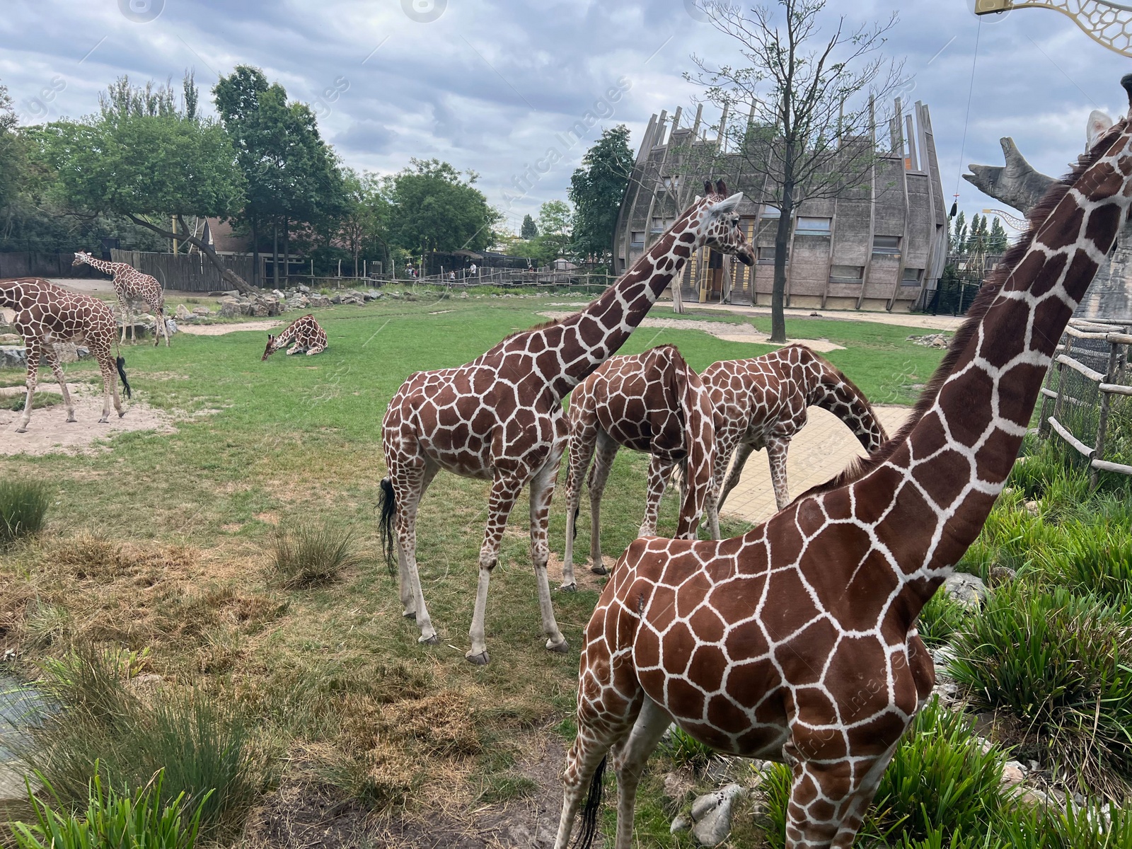 Photo of Rotterdam, Netherlands - August 27, 2022: Group of beautiful giraffes in zoo enclosure