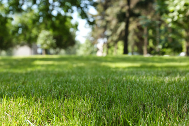 Photo of Green lawn with fresh grass in park