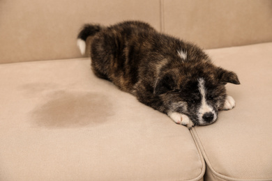 Photo of Cute Akita inu puppy near wet spot on sofa. Untrained dog