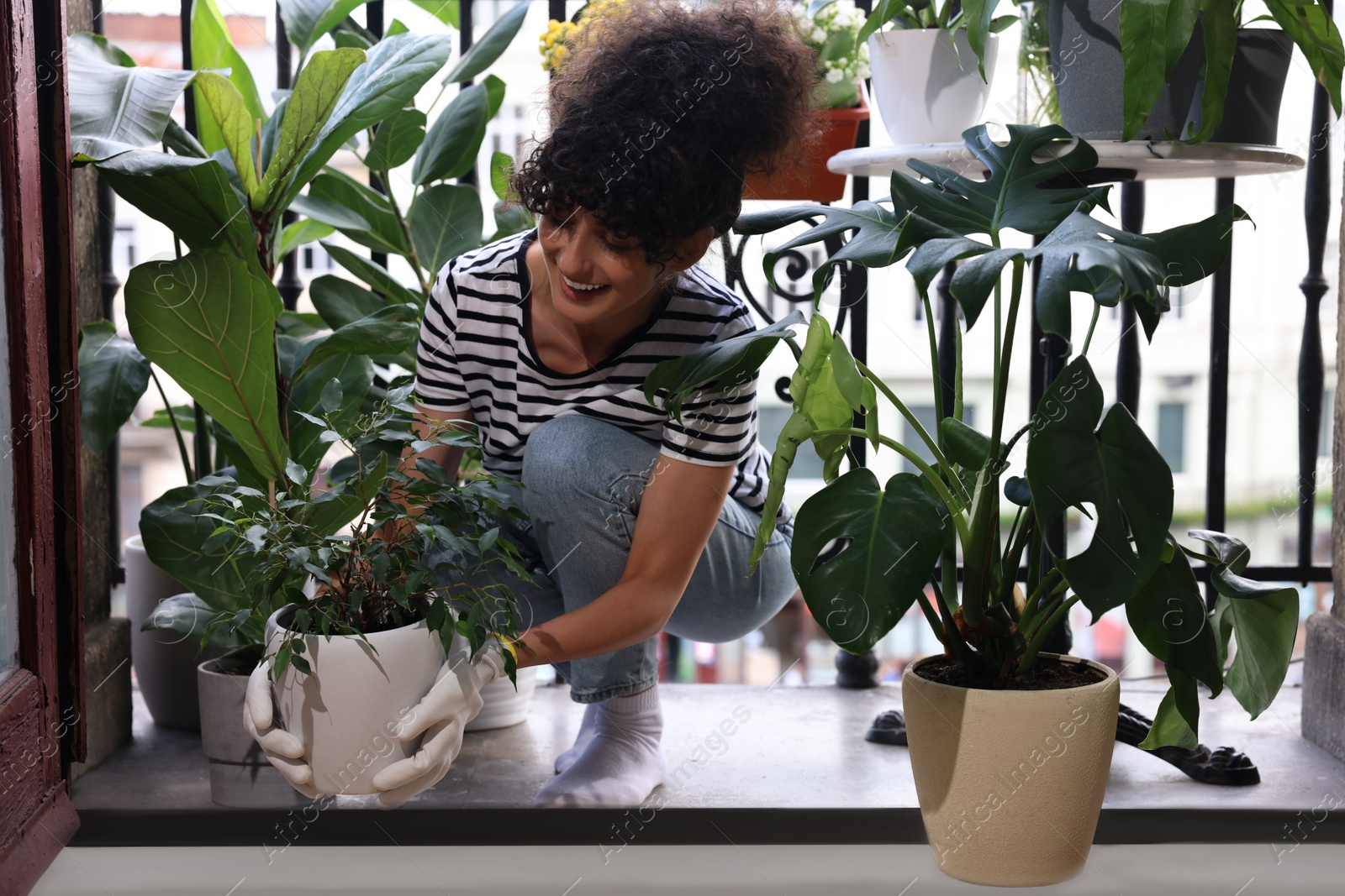 Photo of Happy young woman with beautiful Ficus benjamina plant on balcony