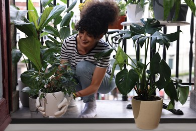 Happy young woman with beautiful Ficus benjamina plant on balcony