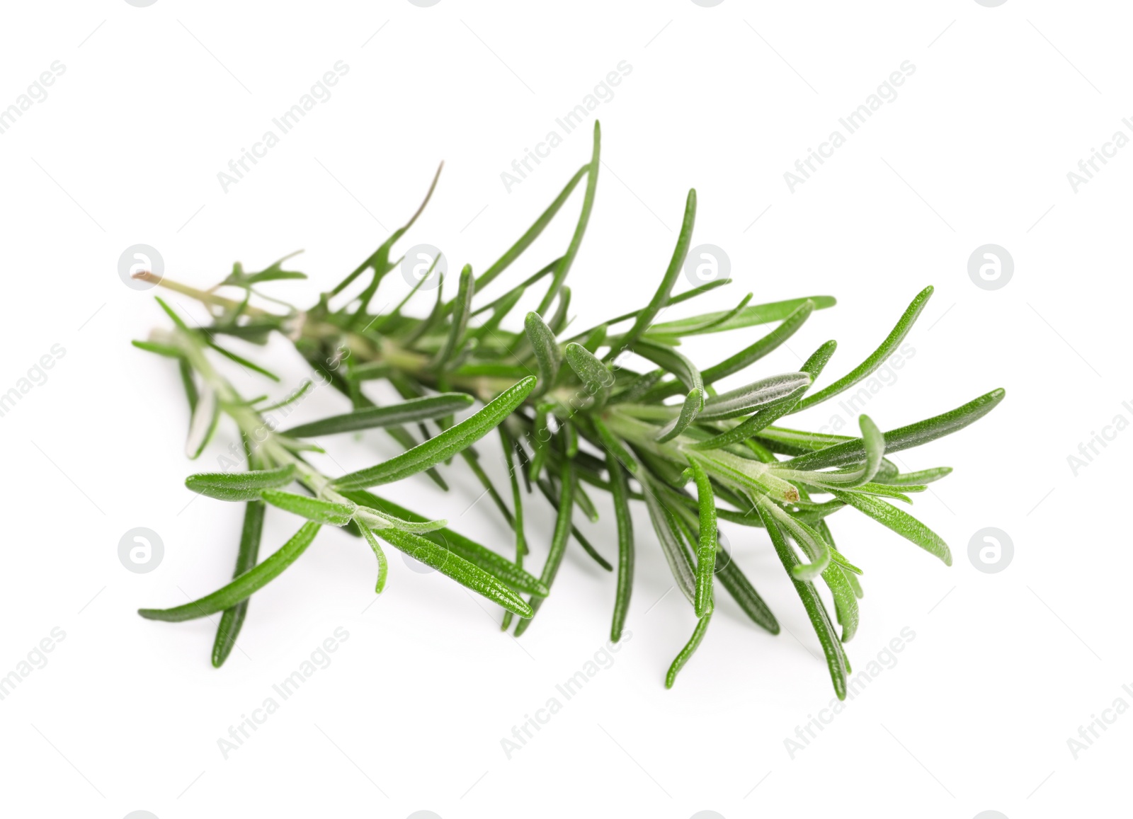 Photo of Sprig of fresh rosemary isolated on white