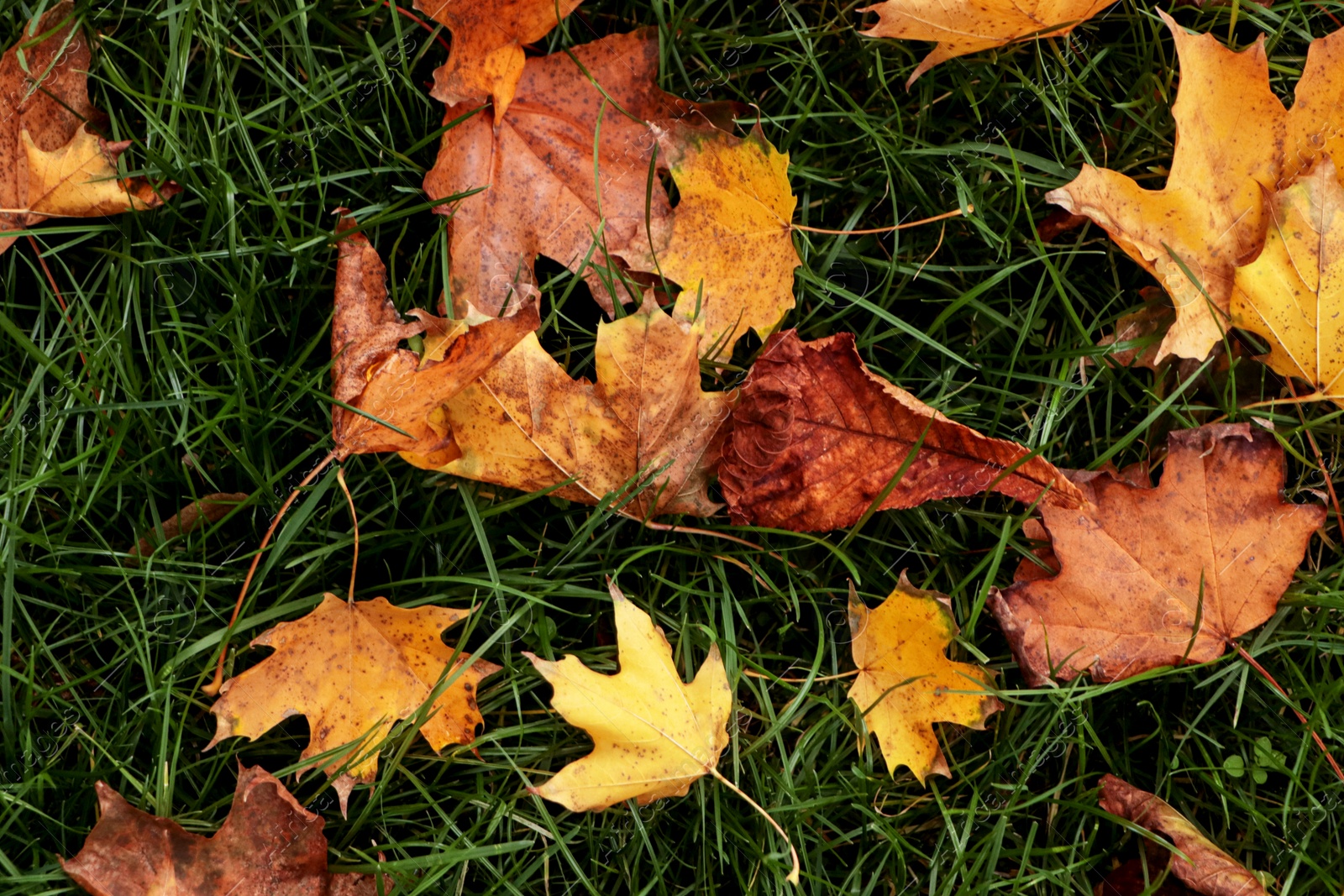Photo of Dry leaves on green grass in autumn, above view