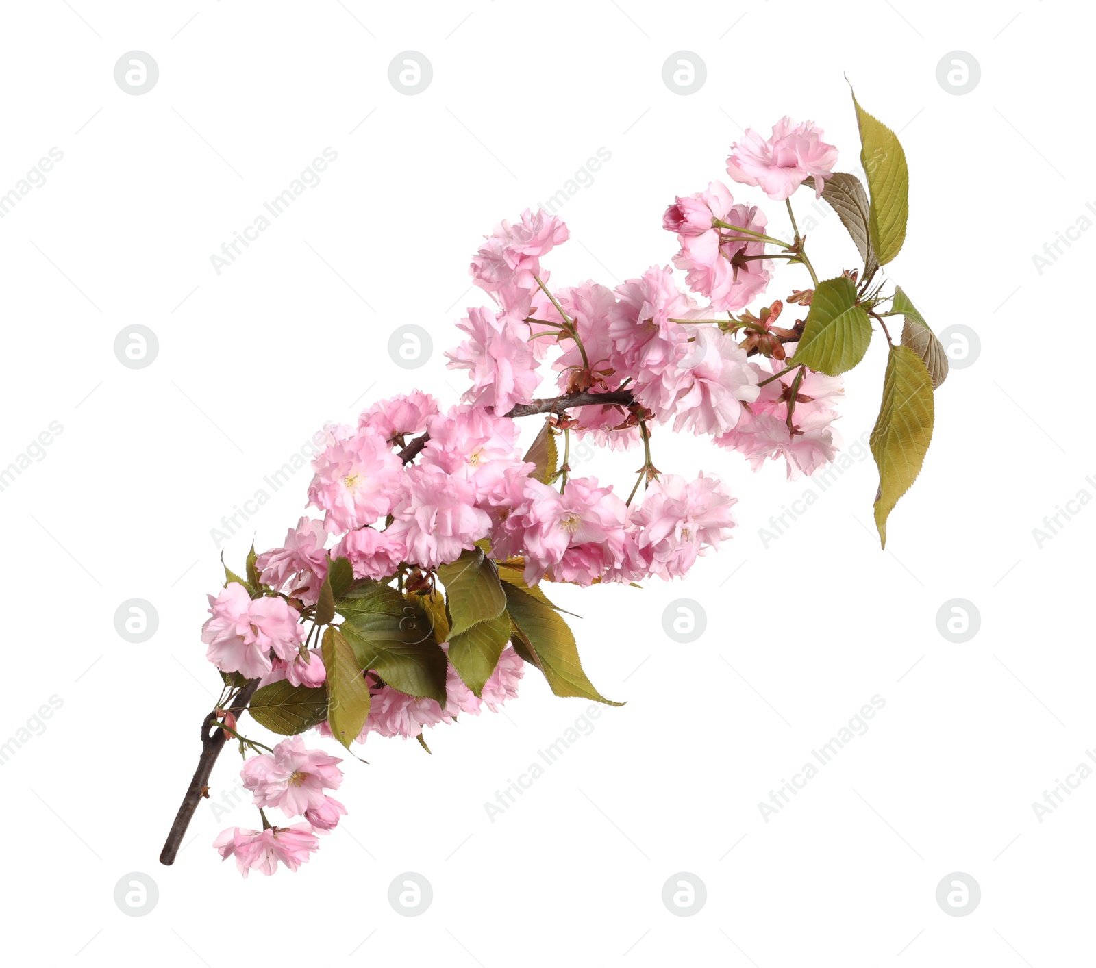 Photo of Beautiful sakura tree branch with pink flowers isolated on white