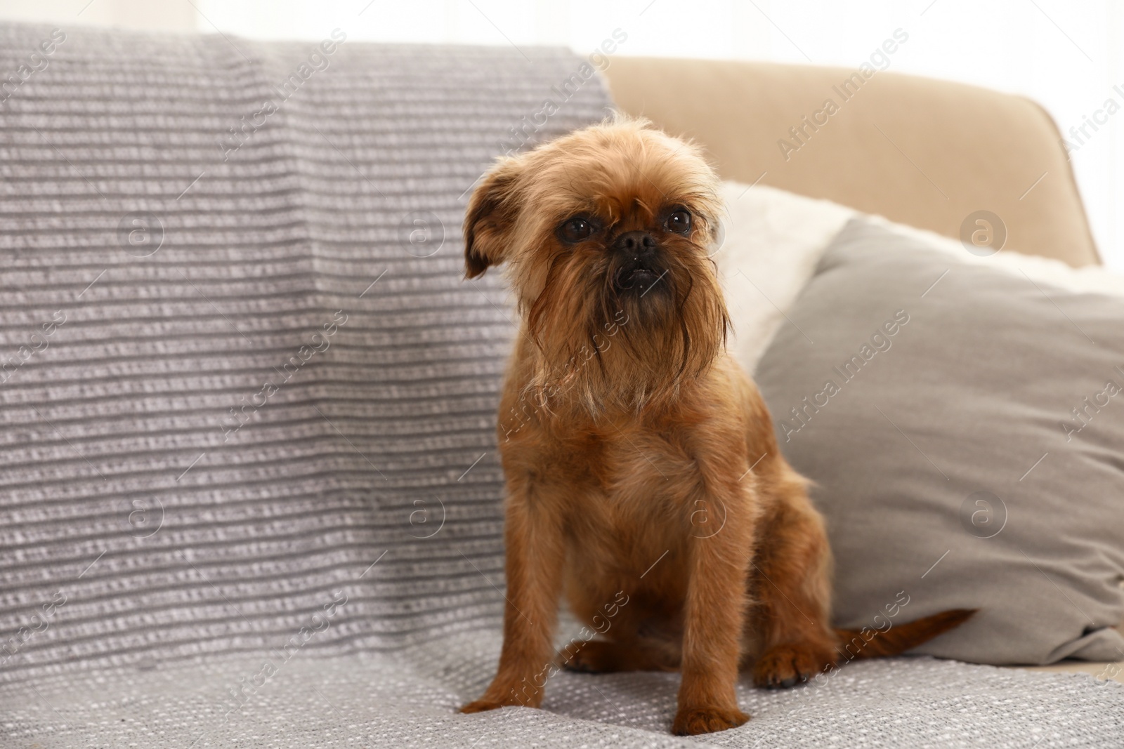 Photo of Studio portrait of funny Brussels Griffon dog sitting on sofa