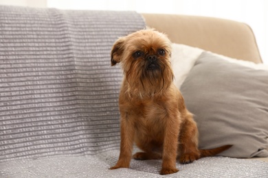 Studio portrait of funny Brussels Griffon dog sitting on sofa