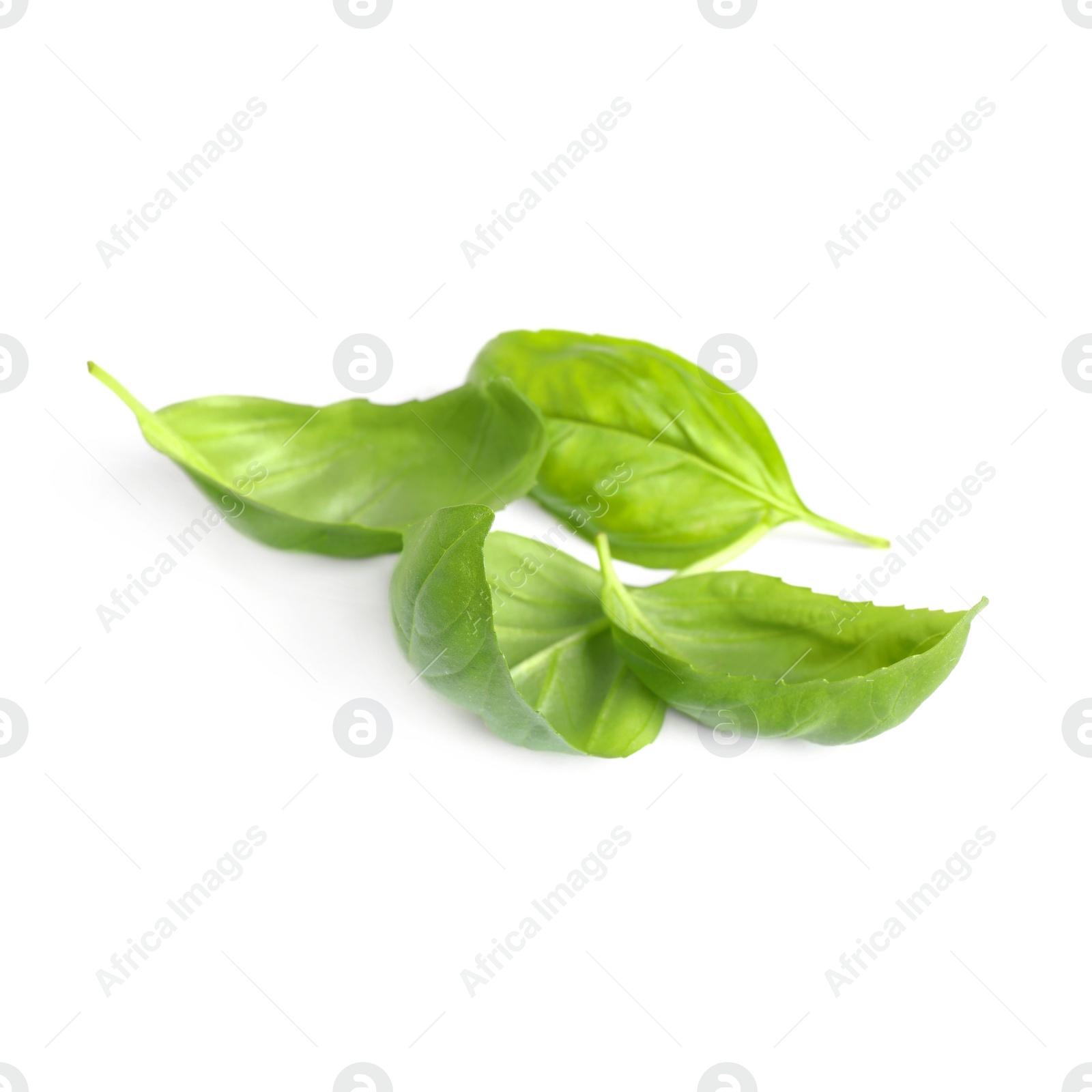 Photo of Fresh green basil leaves isolated on white