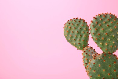 Photo of Beautiful green Opuntia cactus on pale pink background, closeup. Space for text