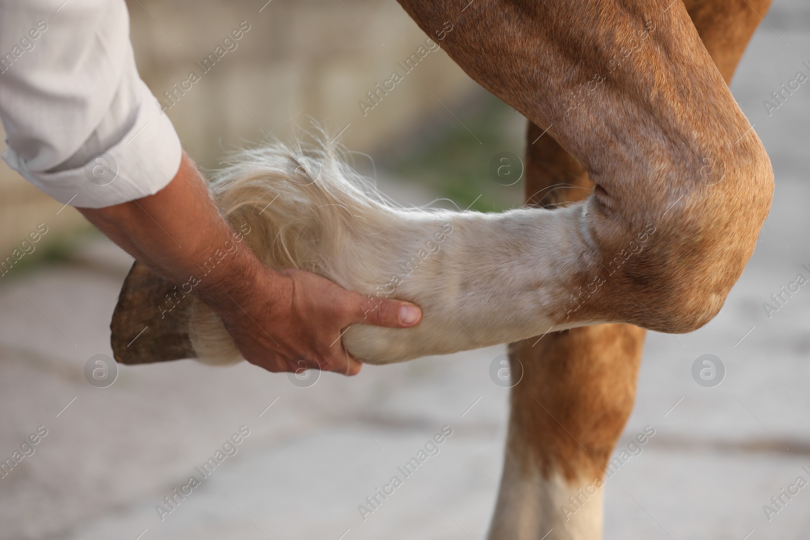 Photo of Man examining horse leg outdoors, closeup. Pet care