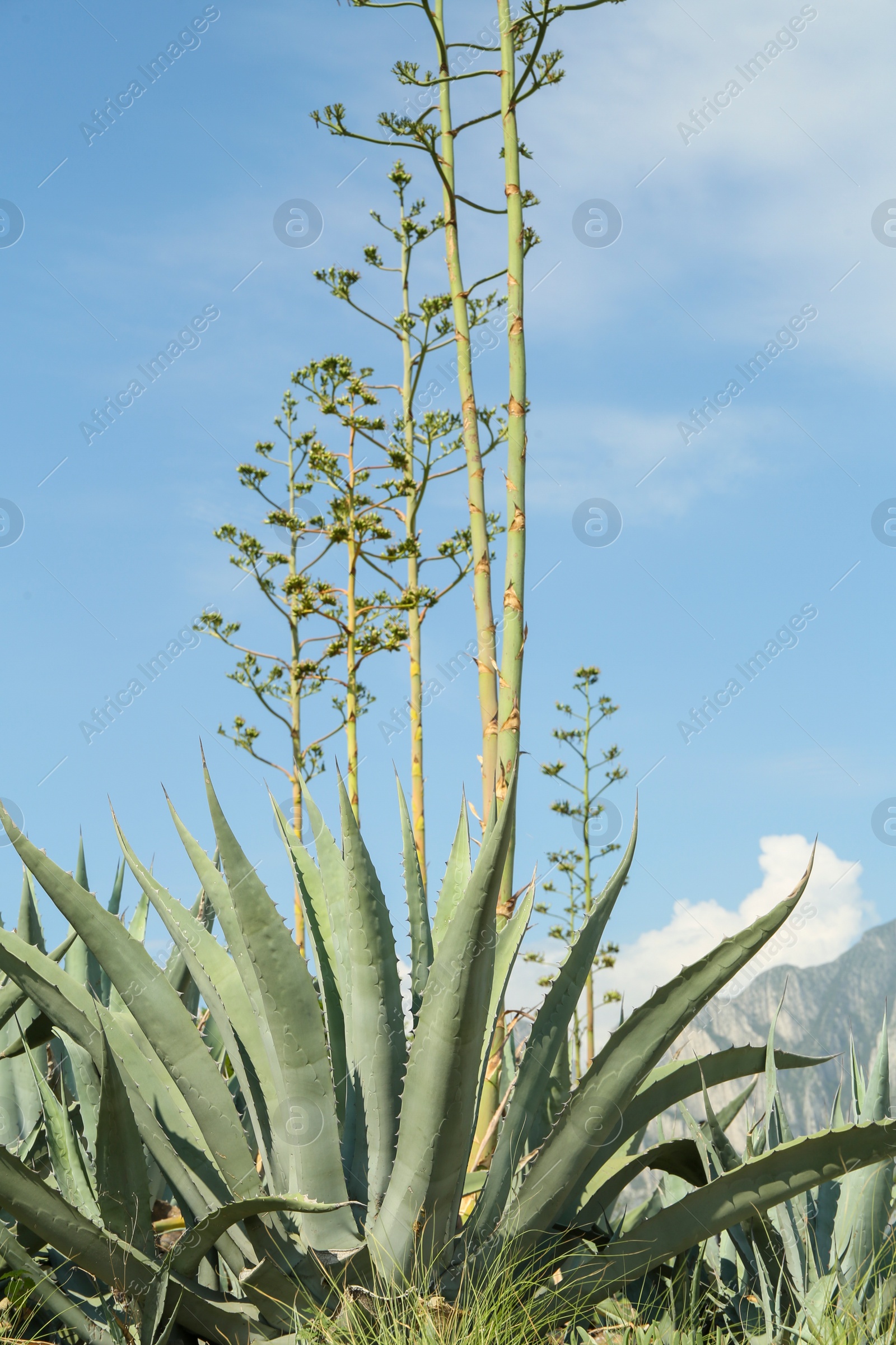 Photo of Beautiful Agave plant growing outdoors on sunny day