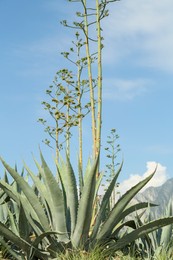 Photo of Beautiful Agave plant growing outdoors on sunny day