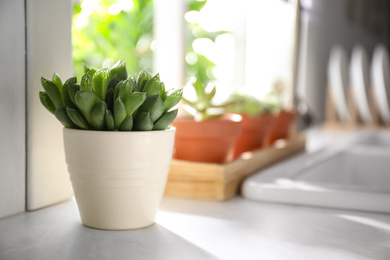 Photo of Beautiful echeveria on kitchen counter indoors, space for text. Succulent plant
