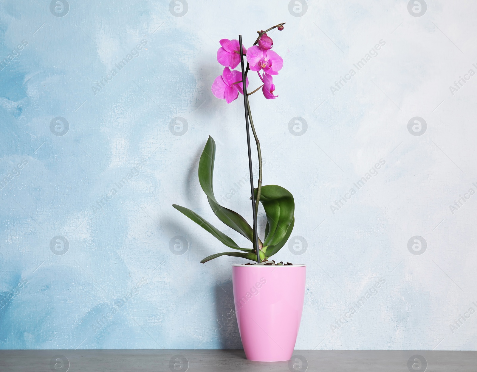 Photo of Beautiful tropical orchid flower in pot on table near color wall