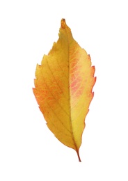 Beautiful leaf isolated on white. Autumn season