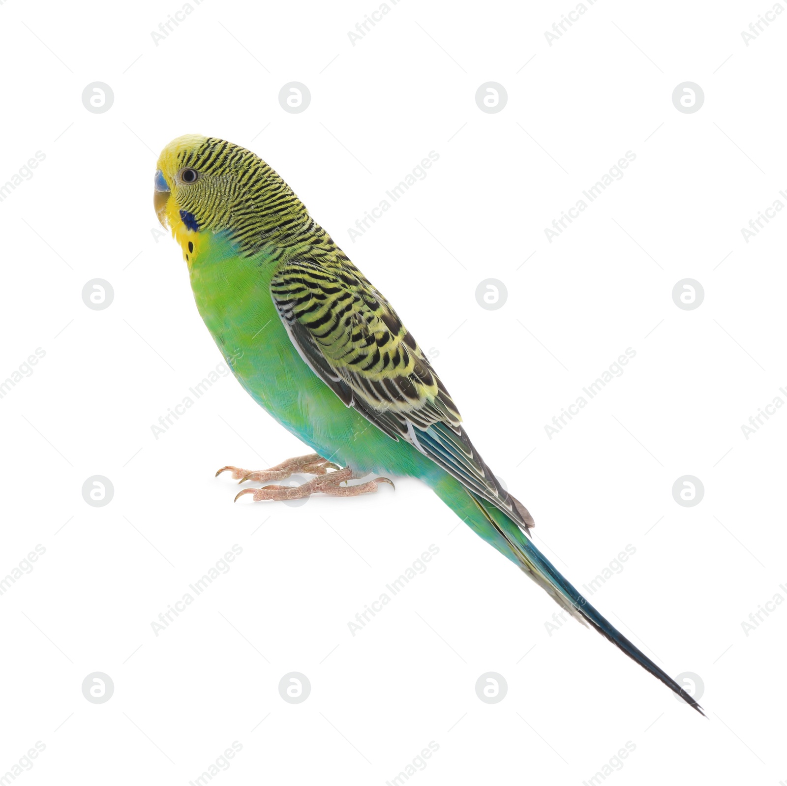 Photo of Beautiful parrot isolated on white. Exotic pet