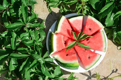 Photo of Slices of watermelon on white plate near plant with green leaves outdoors, top view