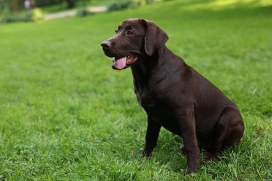 Photo of Adorable Labrador Retriever dog sitting on green grass in park, space for text