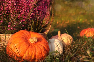 Wicker basket with beautiful heather flowers and pumpkins in park, closeup. Space for text