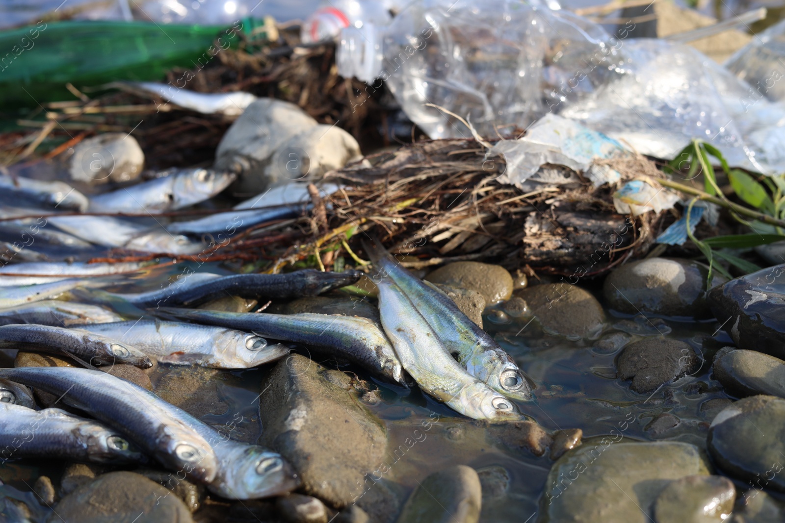 Photo of Dead fishes and trash near river. Environmental pollution concept