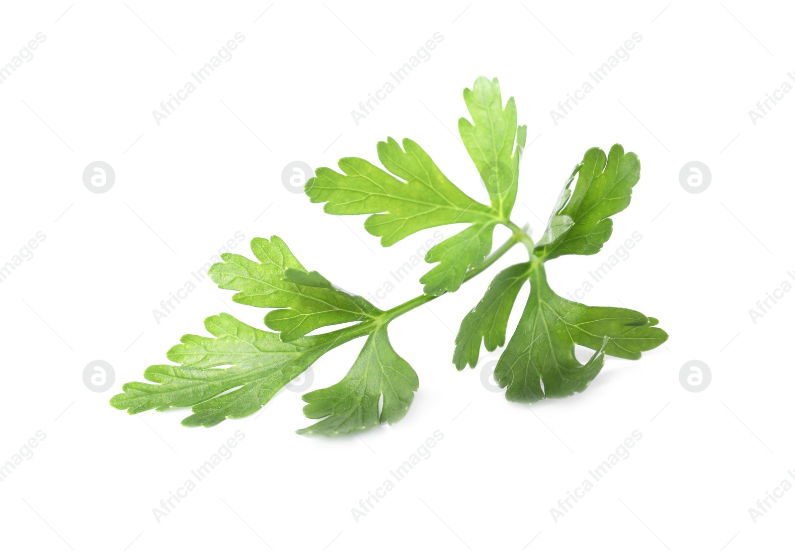 Sprig of fresh green parsley leaves isolated on white Photo of Sprig of fresh green parsley leaves isolated on white