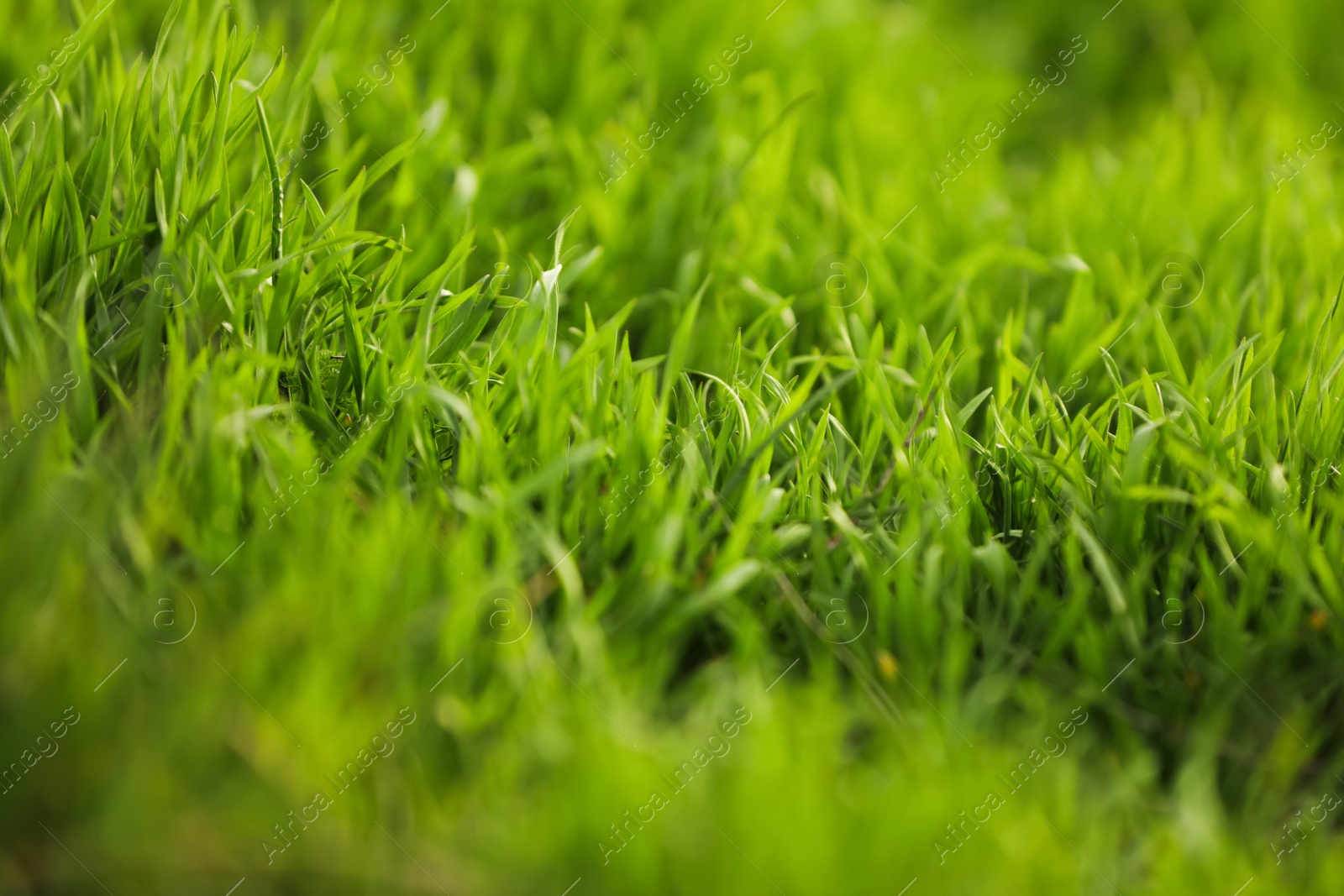 Photo of Beautiful green grass outdoors on spring day, closeup view